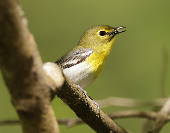 Yellow-throated Vireo Vireo flavifrons