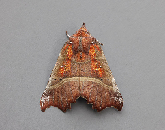 72.001 BF2469 Herald Scoliopteryx libatrix