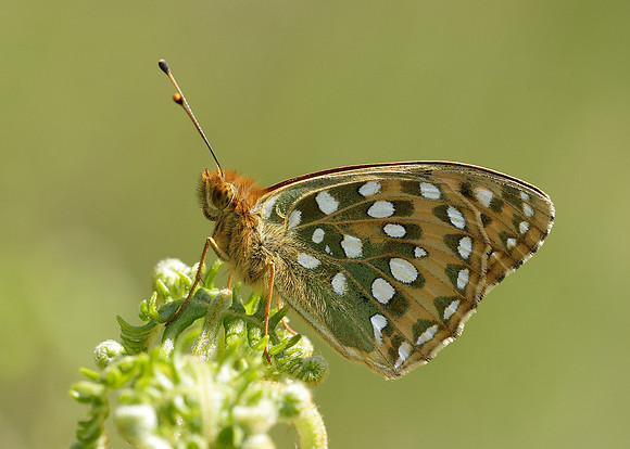 Dark Green fritillary Argynnis aglaja