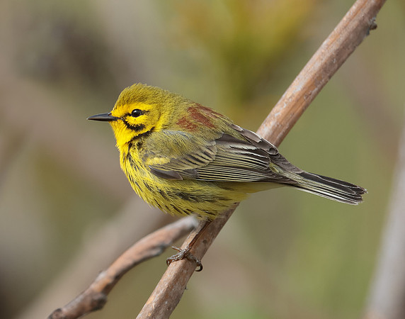 Prairie Warbler Setophaga discolor