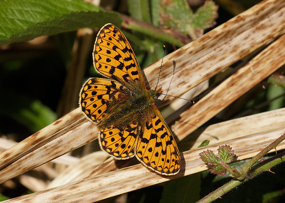 Pearl-Bordered Fritillary Boloria euphrosyne