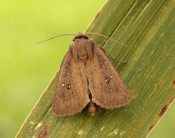 73.139 BF2370 Twin-spotted Wainscot Lenisa geminipuncta
