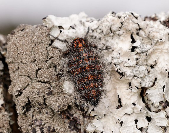 70.249 BF1929 Rannoch Brindled Beauty Lycia lapponaria