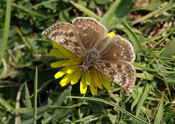 Dingy Skipper Erynnis tages
