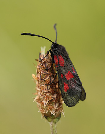 54.007 BF168 New Forest Burnet Zygaena viciae