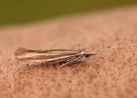 37.055 BF541 Coleophora pyrrhulipennella