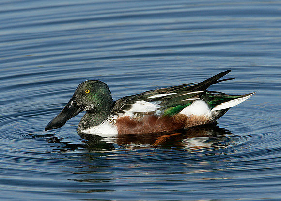 Shoveler Anas clypeata