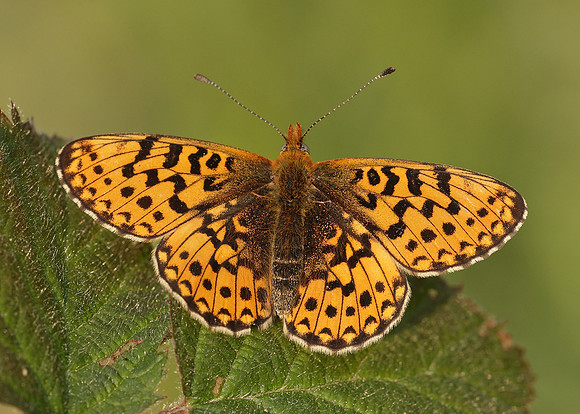 Pearl-Bordered Fritillary Boloria euphrosyne