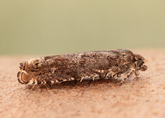49.245 BF1137 Epinotia tetraquetrana