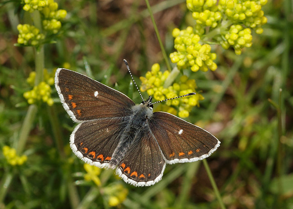 Northern Brown Argus Aricia artaxerxes artaxerxes