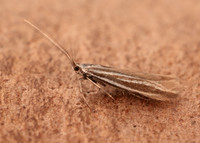 37.055 BF541 Coleophora pyrrhulipennella