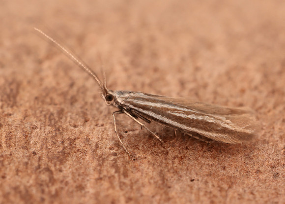 37.055 BF541 Coleophora pyrrhulipennella