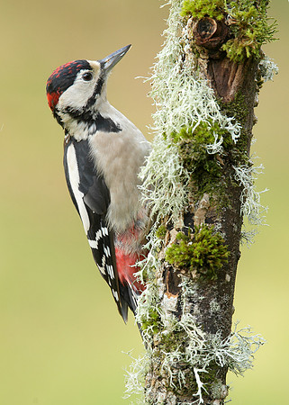 Great Spotted Woodpecker Dendrocopus major