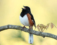 Eastern Towhee Pipilo erythrophthalmus