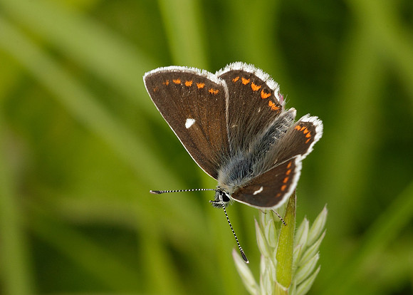 Northern Brown Argus Aricia artaxerxes artaxerxes