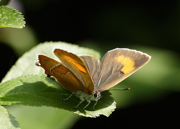 Brown Hairstreak Thecla betulae