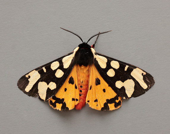 72.027 BF2058 Cream-spot Tiger Arctia villica