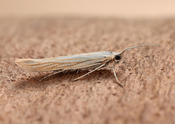 37.065 BF549 Coleophora pennella