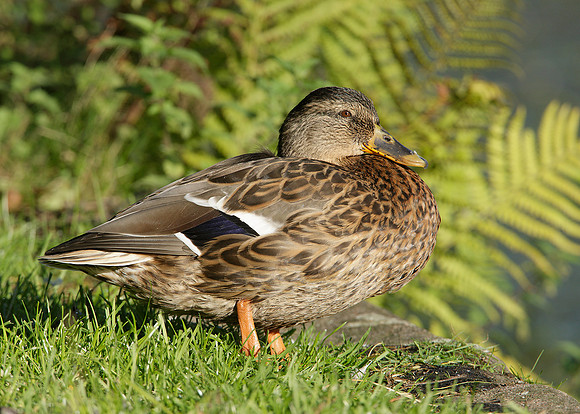Mallard Anas platyrhynchos
