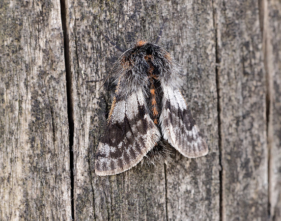 70.249 BF1929 Rannoch Brindled Beauty Lycia lapponaria
