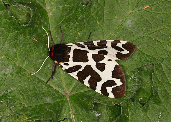 72.026 BF2057 Garden Tiger Arctia caja