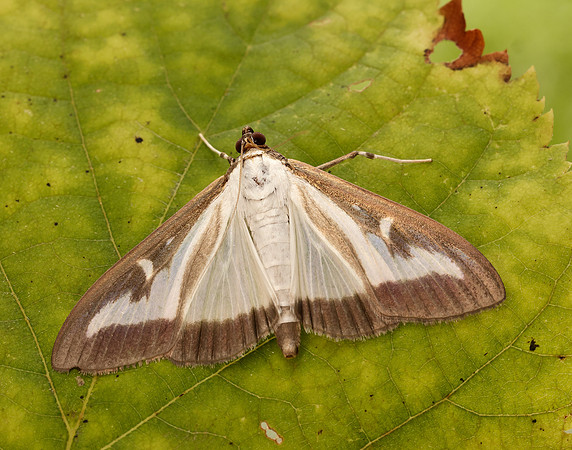 63.054 BF1409a Box-tree Moth Cydalima perspectalis