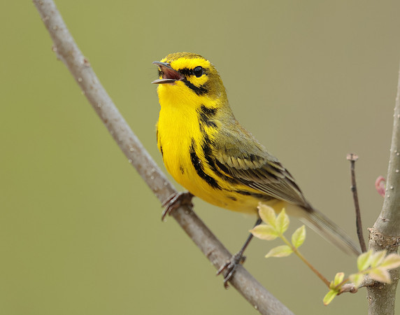 Prairie Warbler Setophaga discolor