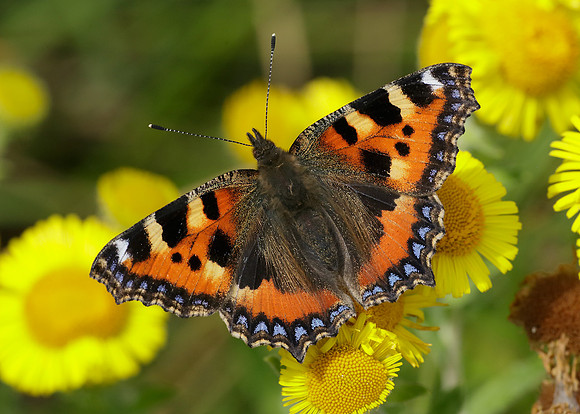 Small Tortoiseshell Aglais urticae