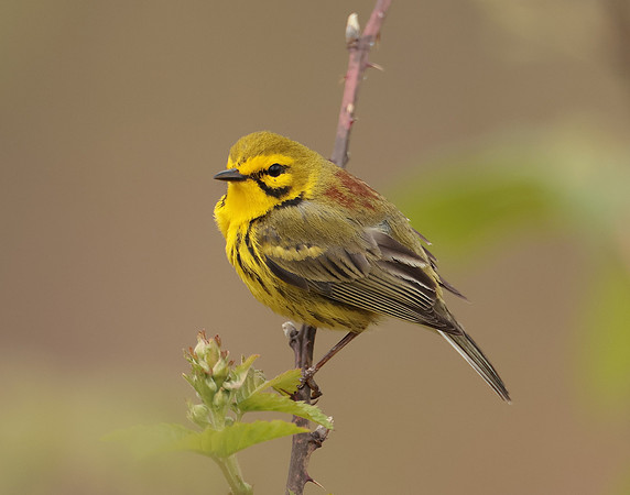 Prairie Warbler Setophaga discolor