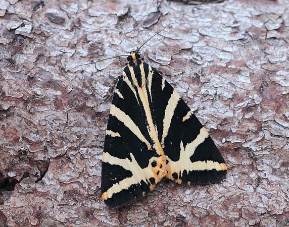 72.030 BF2067 Jersey Tiger Euplagia quadripunctaria