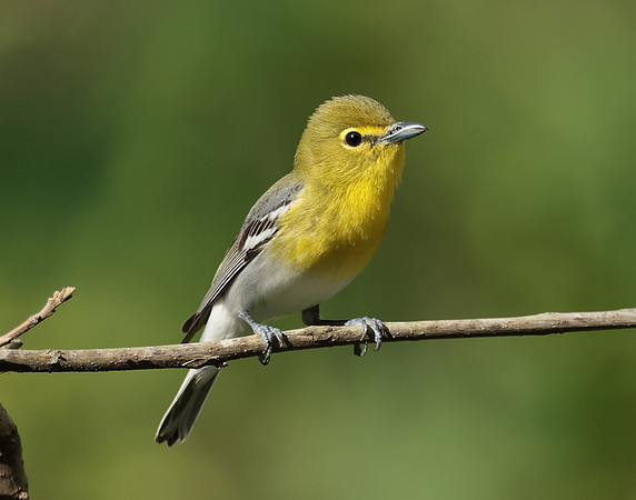 Yellow-throated Vireo Vireo flavifrons