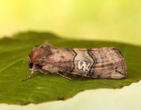 65.010 BF1654 Figure of Eighty Tethea ocularis