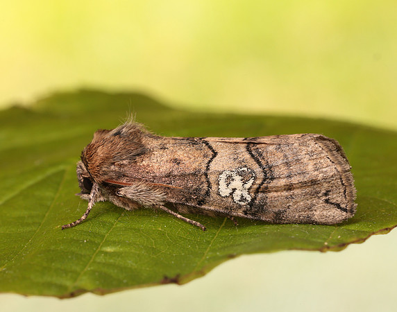65.010 BF1654 Figure of Eighty Tethea ocularis
