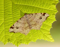 70.211 BF1889 Peacock Moth Macaria notata