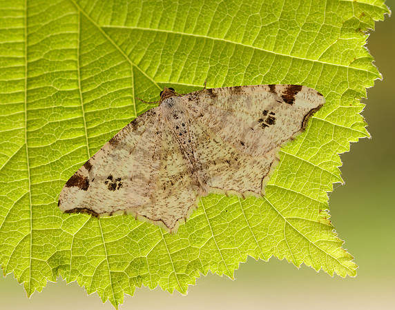 70.211 BF1889 Peacock Moth Macaria notata