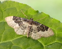 70.004 BF1699 Least Carpet Idaea rusticata
