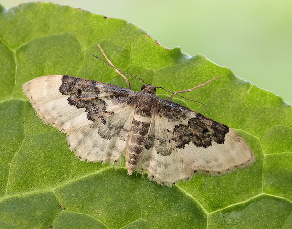 70.004 BF1699 Least Carpet Idaea rusticata