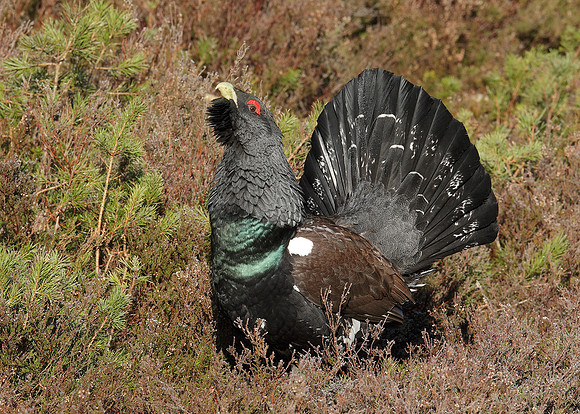 Capercaillie Tetrao urogallus