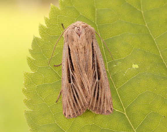 73.301 BF2205 Shoulder-striped Wainscot Leucania comma
