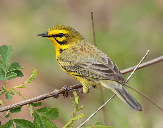 Prairie Warbler Setophaga discolor