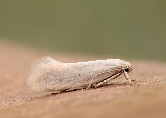 38.004 BF610 Elachista argentella