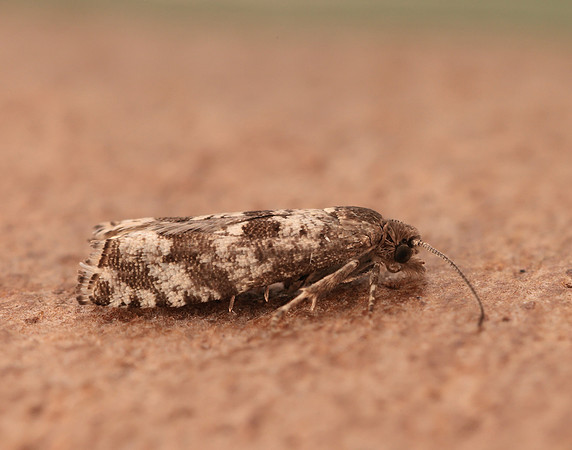 49.201 BF1117 Ancylis unguicella