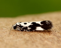 33.002 BF719 Ethmia quadrillella