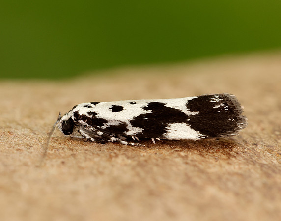 33.002 BF719 Ethmia quadrillella