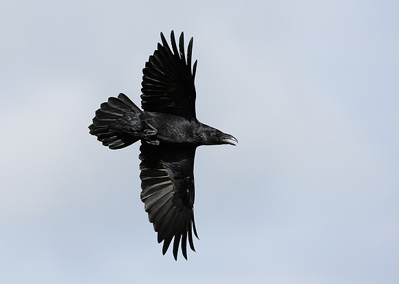 Raven Corvus corax