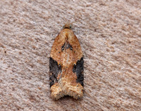 49.066 BF1038 Acleris laterana