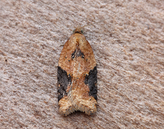 49.066 BF1038 Acleris laterana