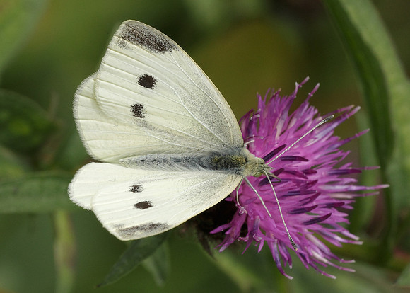 Small White Pieris rapae