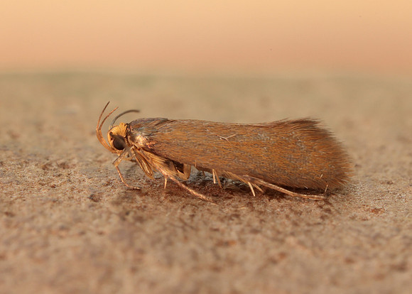 28.014 BF642 Crassa unitella