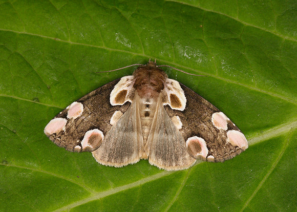 65.008 BF1652 Peach Blossom Thyatira batis